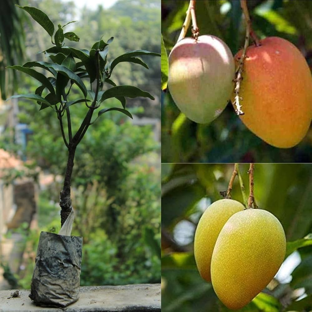 Grafted Kesar Mango Live Plant