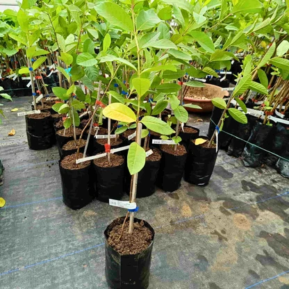 Taiwan Pink Guava Live Fruit Plant