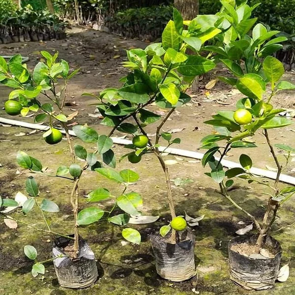 All-Time Kagzi Baramasi Lemon Plant