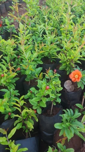 Bhagwa Super Sindhuri Pomegranate Plant