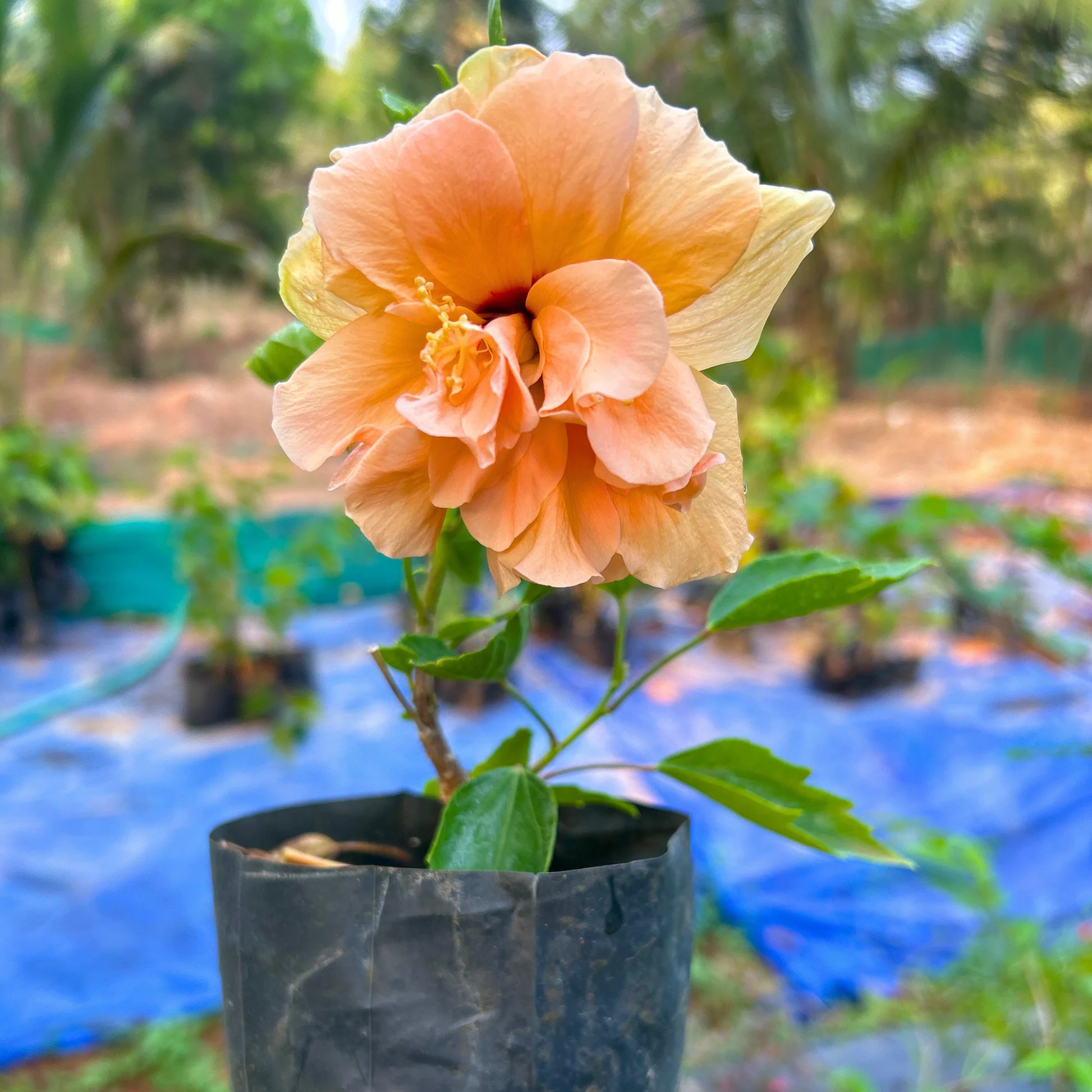 Hibiscus Live Plant