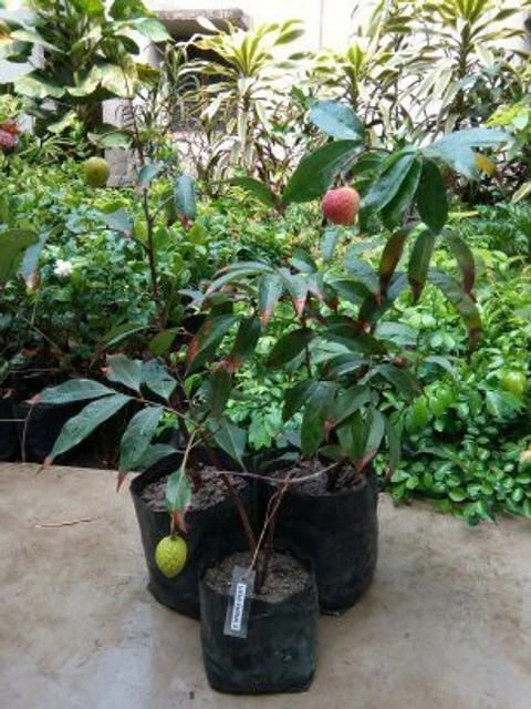 Litchi