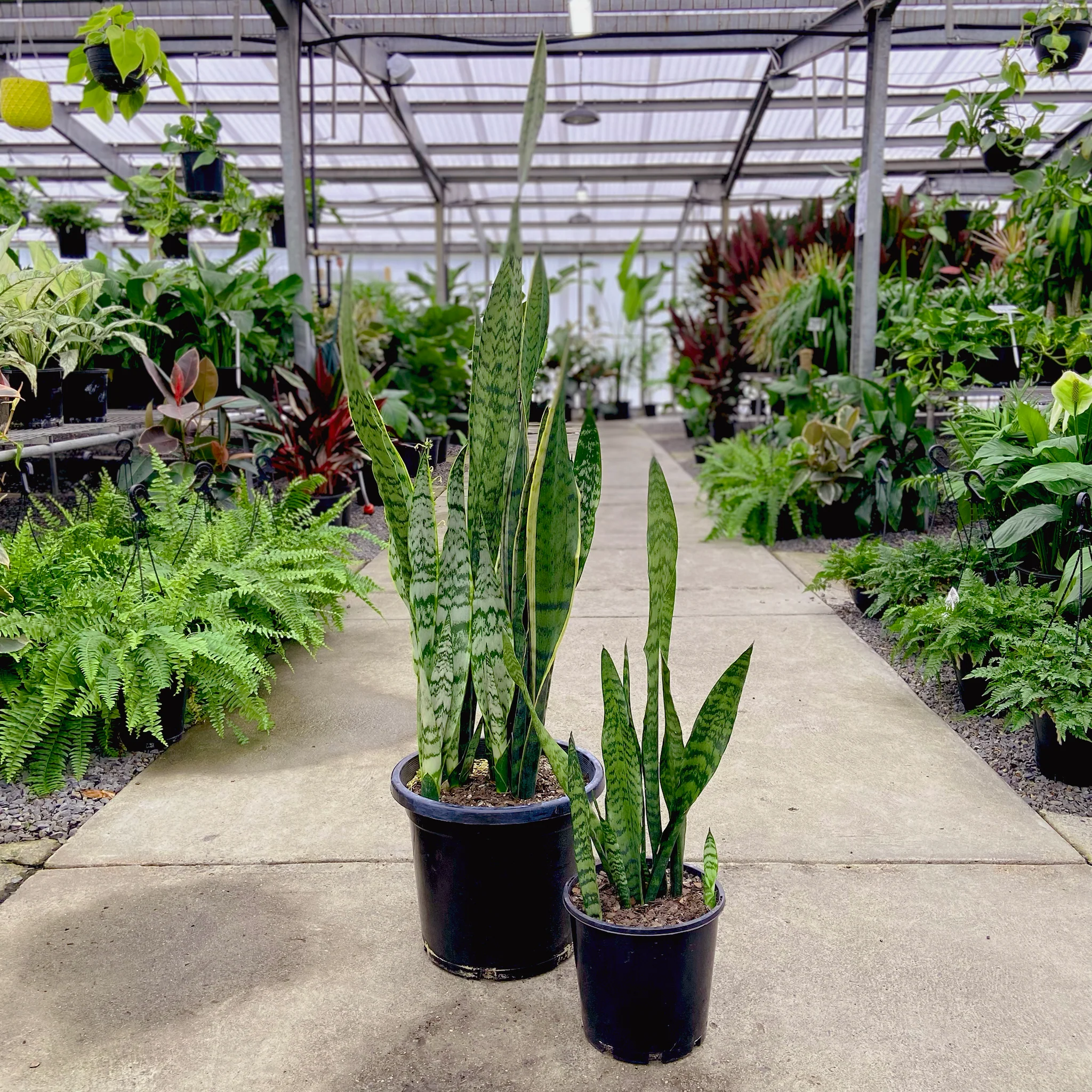 Sansevieria Snake Plant