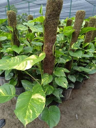 Golden Pothos Money Plant
