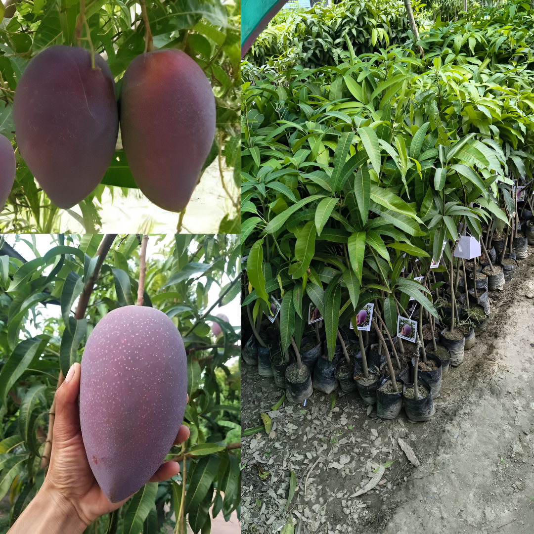 Chakapath Mango