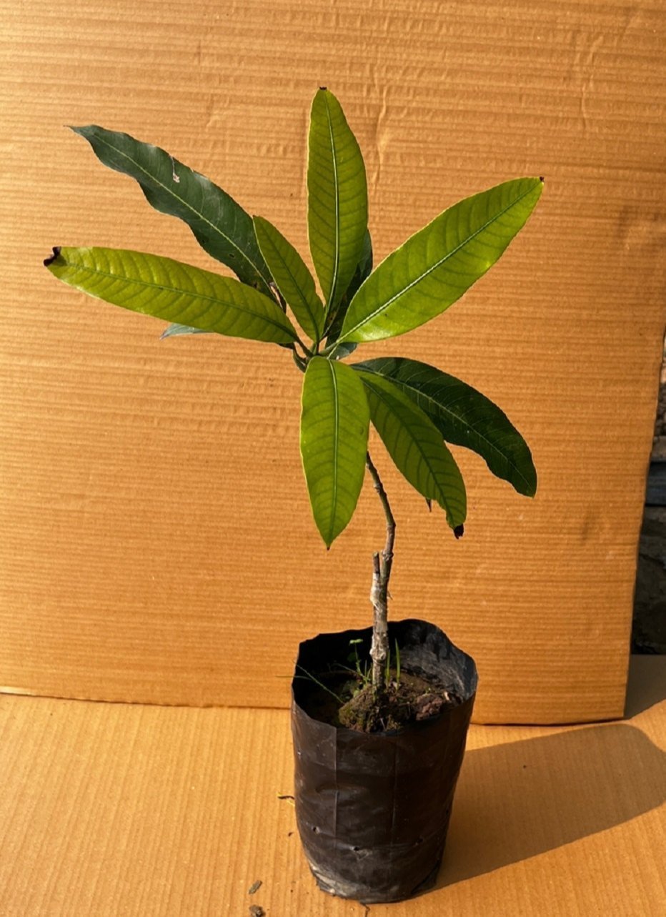 Ambika Mango