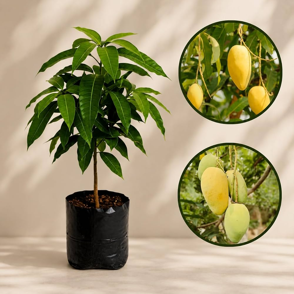 Kathimon Mango