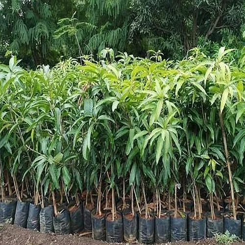 Honeydev Mango