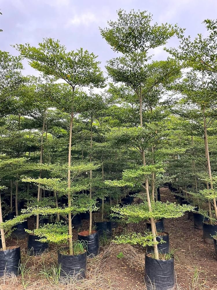 Terminalia Mantaly Green