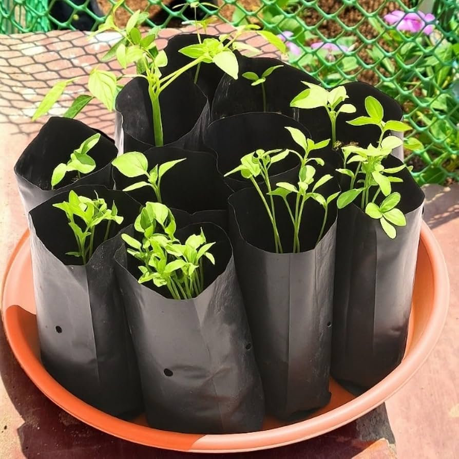 Indoor Plants